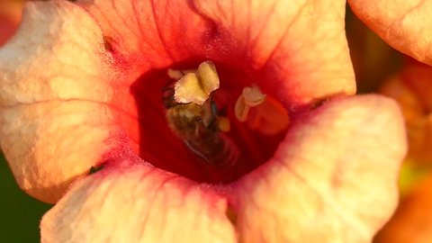 Campsis radicans pattern. Bee inside a flower. Pollination macro. Summer concept. Pollen collection. Wild nature background. 
