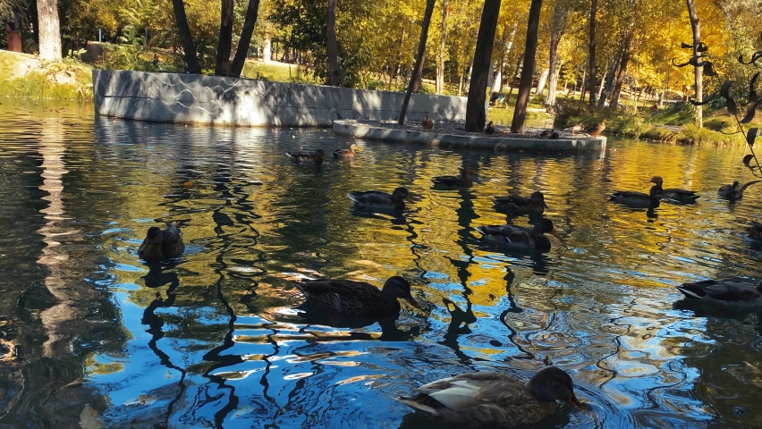 a lot of ducks swimming in the pond at warm autumn day