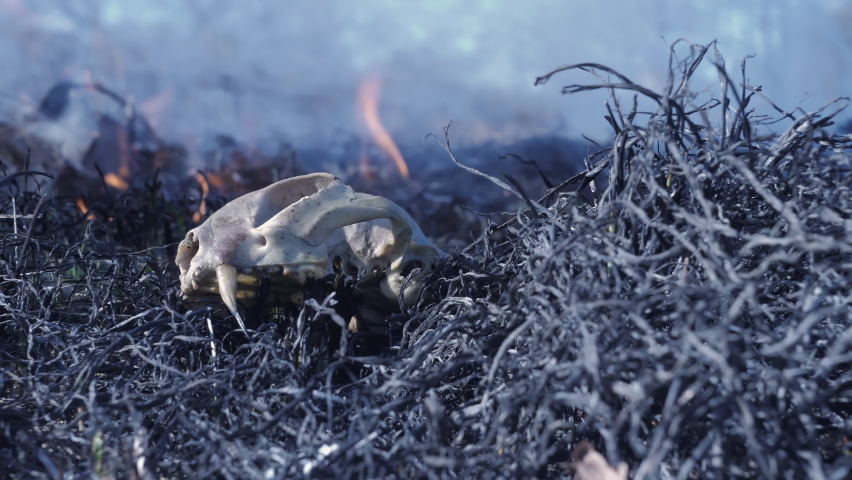 Forest fire spreads over the dried grass. Skull of a wild animal burnt in a forest fire. Fire, thick smoke, and ash everywhere. Low angle view in close up.