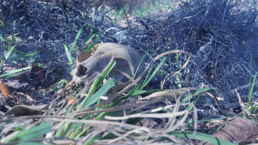 Forest fire spreads over the dried grass. Skull of a wild animal burnt in a forest fire. Low angle view in close up.