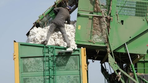 An agricultural worker dumps harvested cotton from a harvester into a trailer.
