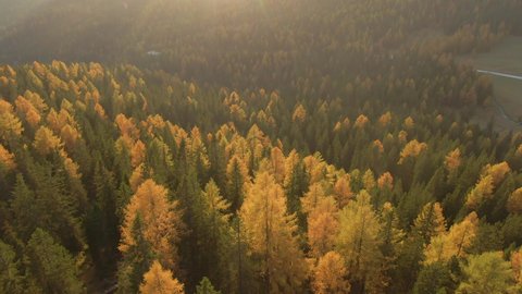 DRONE, LENS FLARE: Flying over the colorful woods in the Italian Alps on a sunny fall evening. Golden autumn morning sun rays shine on a larch tree forest in the picturesque Dolomites. Leaf peeping