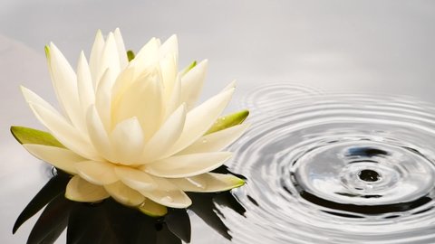 Slow motion of water drop falling into water near white lotus water lily flower