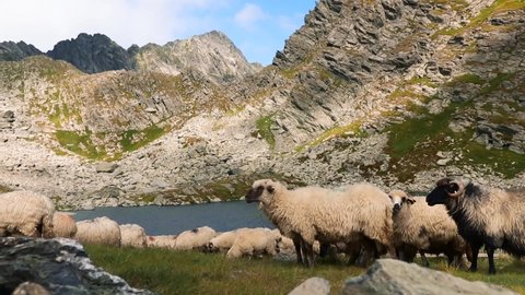 Flock of sheeps grazing on the mountain near a glacial lake in summer time