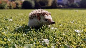 Little cute domestic hedgehog walking on the grass in the backyard