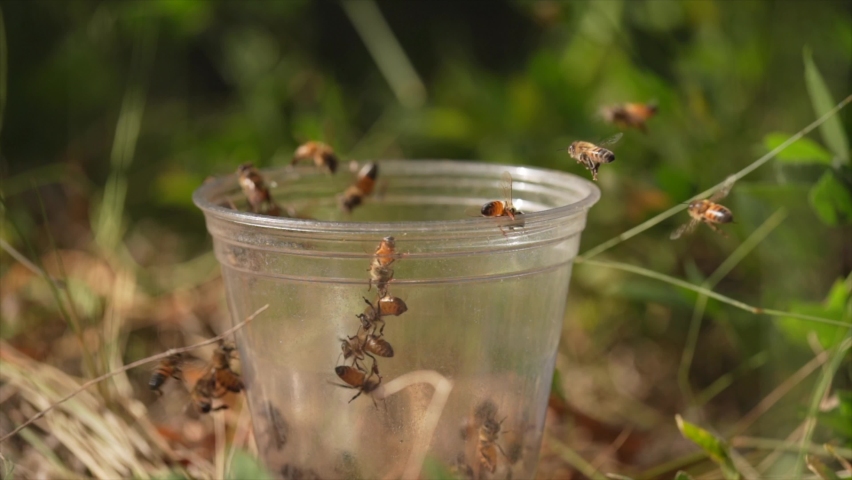 This slow motion video shows bees swarming a plastic cup piece fo trash someone littered and left in the middle of nature.