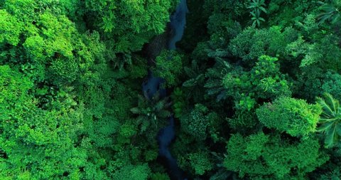 Aerial top down view river in tropical jungle green rainforest. 4K