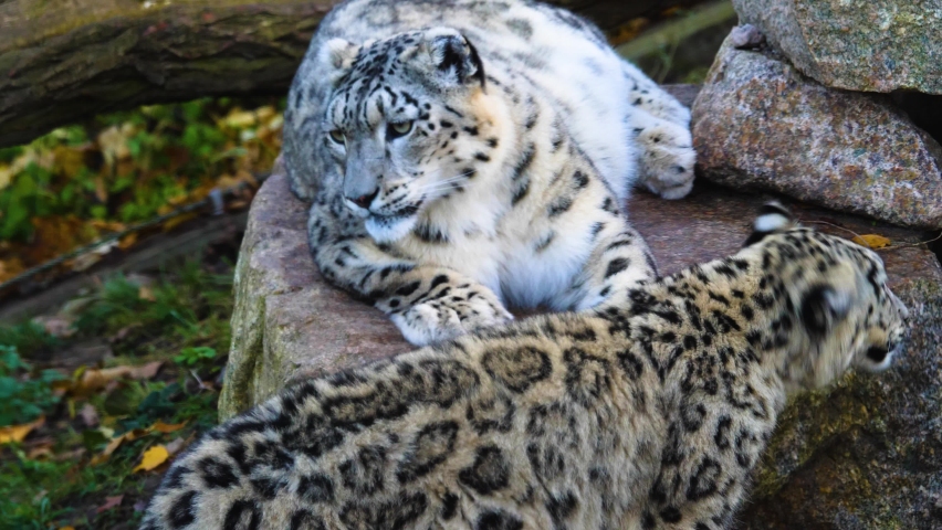 Close up of young snow leopard playing around	