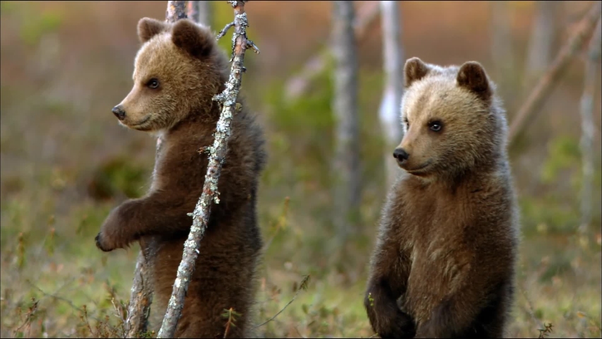 Bear cubs play in the forest near its den. Brown bear, or ordinary bear (Lat. Ursus arctos) is a predatory mammal of the bear family; one of the largest land predators. | Shutterstock HD Video #1060614772