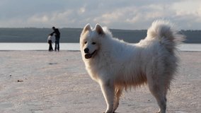 The white dog Samoyed stands on the shore of the lake and looks in the trail of his family. The dog is beautiful in nature.
 
