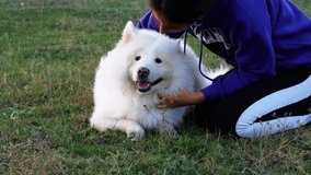 White beautiful Samoyed dog smiles. A female hand stroking a dog on the head while sitting on the grass in nature. Playing with a dog 4K close-up.