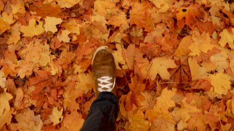 Top View Male Feet in Shoes Moving Forward on the Ground Covered with Fallen Yellow Leaves. Walking in the Autumn Park, Forest. Man's Legs Stepping on Fallen Orange Maple Leafs. Slow Motion. Foliage