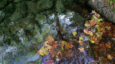 Autumn leaves flowing in the Crystal clear water with Big Stones on the button of Crystal Clear lake  water .Green,yellow,orange leaves .sky reflection in the water .