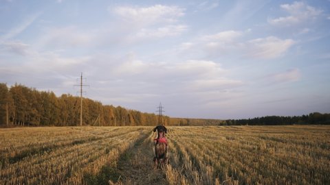 Beautiful hunting dog shorthaired pointer sits in the center of a frame tied to the neck bandana. Beautiful sunset shot of a dog in a field in autumn.