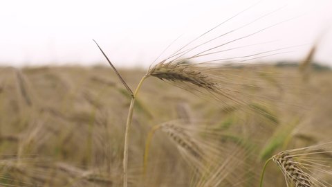 Wheat field. Golden ears of wheat on the field. Background of ripening ears of meadow wheat field. Rich harvest Concept.