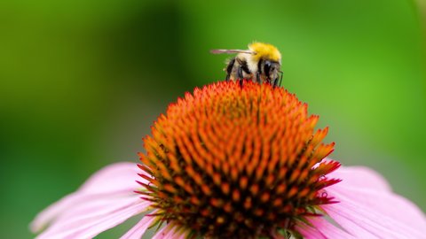 A bumblebee collecting nectar on an echinacea flower, Pollinators