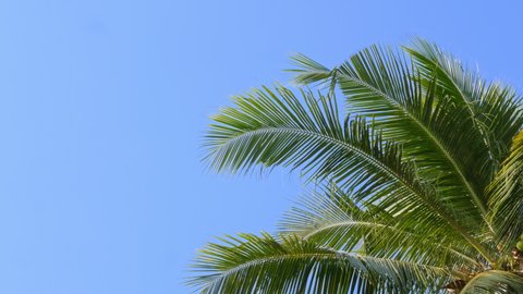 Tropical beach palm leaves coconut tree  swaying in wind on clear blue sky summer background.