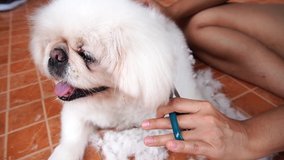 Professional pet groomer takes care of adorable white puppy in salon.Grooming salon specialist cuts fur with scissors on little toy dog in close up video clip.Animal beauty & healthcare at vet