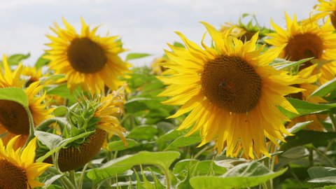 Close up on sunflower and bee. Bright flower of sunflowers with yellow petals. Farm field. Agriculture. Production of sunflower oil, honey.