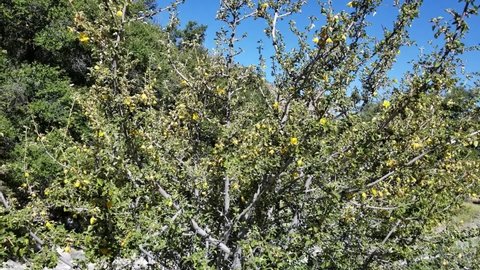 Yellow blooming spike inflorescence of California Fremontia, Fremontodendron Californicum, Malvaceae, native hermaphroditic evergreen shrub, San Bernardino Mountains, Transverse Ranges, Summer.