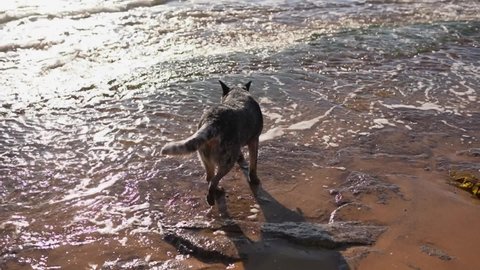 An australian cattle dog walk on a rocky ocean shore in a shallow water and lays down to get some rest.