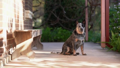 A blue heeler puppy is sitting on a porch with a wooden bench and moves towards the camera along the brown brick wall.