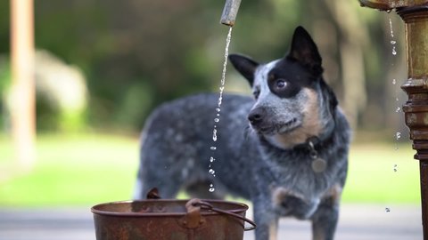 A slow motion closeup on an australian cattle dog puppy who drinks a water falling from a pump into an old bucket.