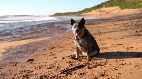 An australian cattle dog is sitting on a bright yellow sand heavily breathing and gives a stick to inviting for a play. Ocean waves hit the shore in a backgound under a blue sky.