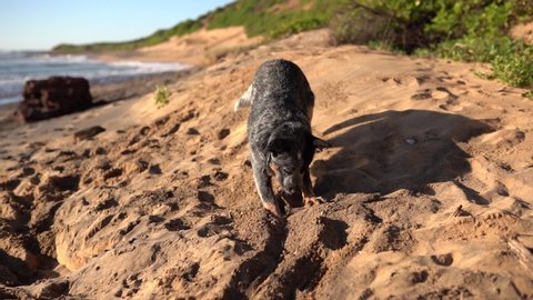 A slow motion of an australian catlle dog that dig a hole in a sand at an ocean beach. Waves hit the shore with a green hill in a background.