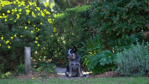 Australian cattle dog puppy is sitting in a lush green bush covered with yellow flowers bush with a trail behind him and runs towards the camera.