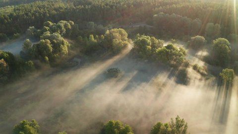 Aerial view of the misty sunrise in the forest. Drone footage