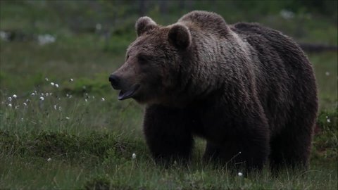 Large Brown bear, Ursus arctos sniffing around in a taiga forest in Northern Finland.	
