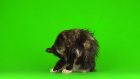 Cat kittens kitten playing fluffy on a green background 4K video screen.