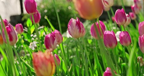 Multi-colored tulips blooming on flowerbed. Beautiful flowers grow in the home garden. Close-up, red tulips, slow motion Stock Video