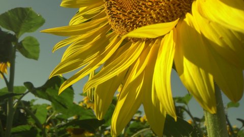 Sunflower cultivation at sunrise. Camera rise up from leaves to stamens. Sunflower natural