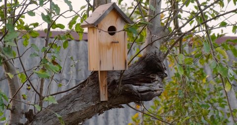 birdhouse for birds on a tree