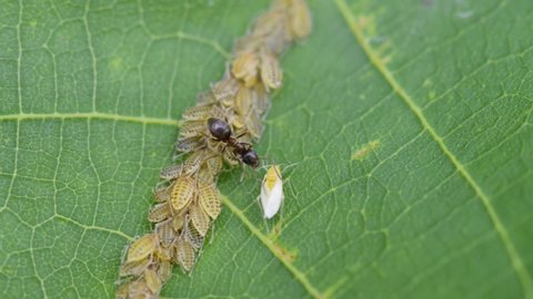 Ants breed aphids on a leaf of walnut.