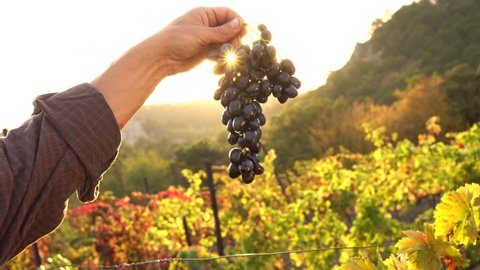 Ripe juicy bunch of red grapes in farmer hand. Sunset rays and lens flare. Harvesting season. Growing Organic Grapes. Vineyard, Winery and Wine Business