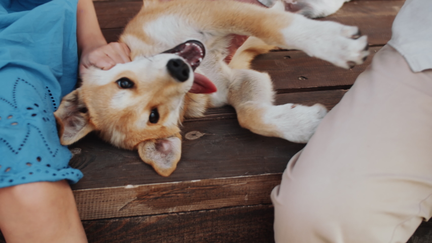 Tilt up shot of happy senior man and little granddaughter petting adorable dog on the porch of wooden summer house