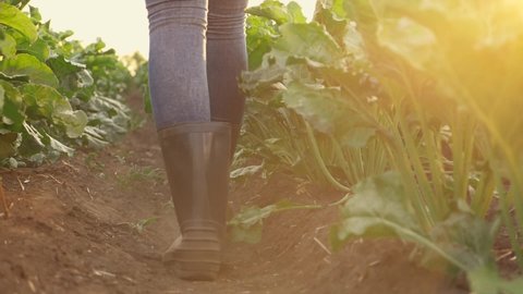 Organic farming, agriculture. farmer in rubber boots walks on dusty soil in field. Rubber boots on the legs of farmer girl. Agriculture of organic food. Harvest green vegetables. Farm food products
