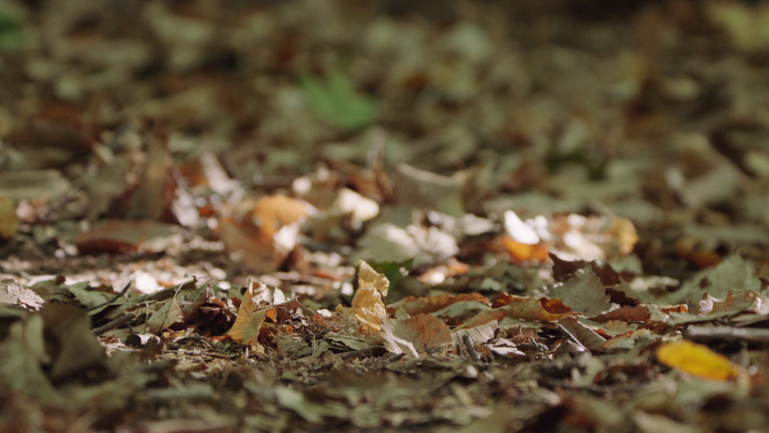 Footage of chipmunk in forest, Quebec, Canada
