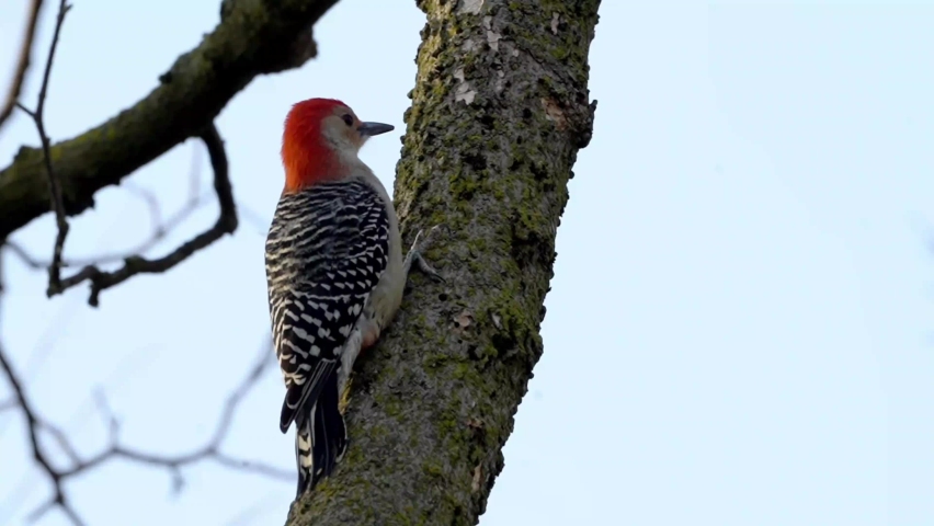 Red-bellied Woodpecker clings to a tree in October. 