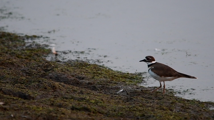 Killdeer walking on mudflats along a river