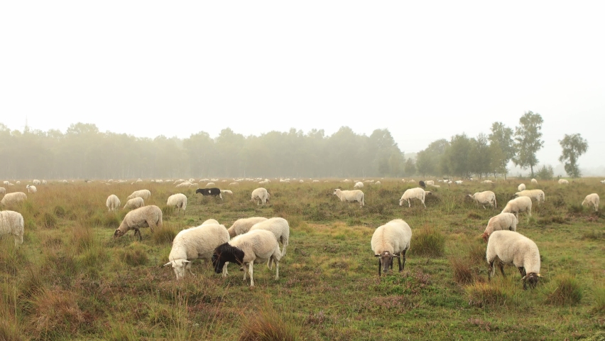 Wide view of sheep passing by and grazing in heather moorland landscape with low hanging mist obscuring the forest on the horizon and orange glow on the misty dew drop rich sunrise