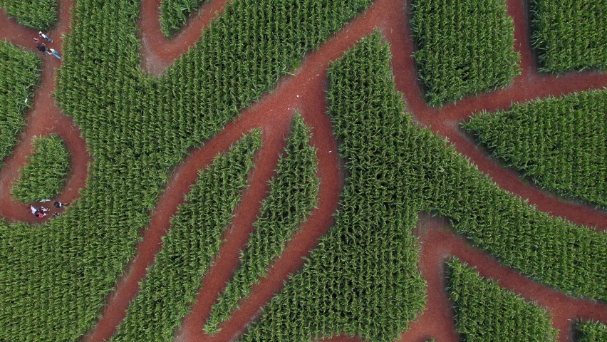 Aerial /drone footage of a corn maze labyrinth in the fall on a family farm in King County, near Seattle, Washington