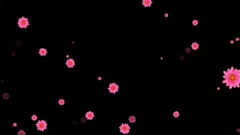 Realistic relax endless grow pink Flowers particles flying motion in soft wind air floating slowly coming from center on transparent background animation Perfect seamless loop 4k 30fps