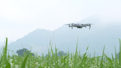drone copter flying with fields of sugarcane, drone for agriculture, agriculture and technology.