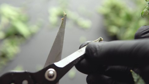 Growers trim cannabis buds. Harvest weed time has come. The sugar leaves on buds . Trim before drying.
