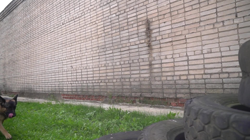 Big beautiful cute black and brown service dog german shepherdom runs an obstacle course on national competition of canine. Artificial obstacles made from old used rubber tires. Rescue dog training