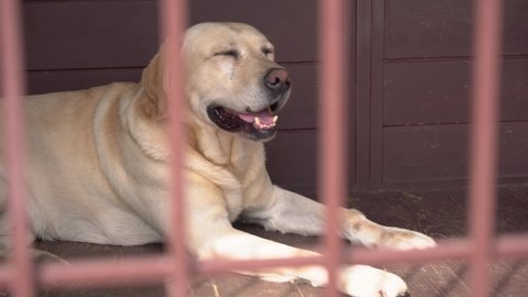 Close up Cage with cute fat white guard Labrador in a rural yard. Dog locked in metal iron cage dirty doghouse and looking outside. A happy animal sits near it's house. Concept of pet life 4k